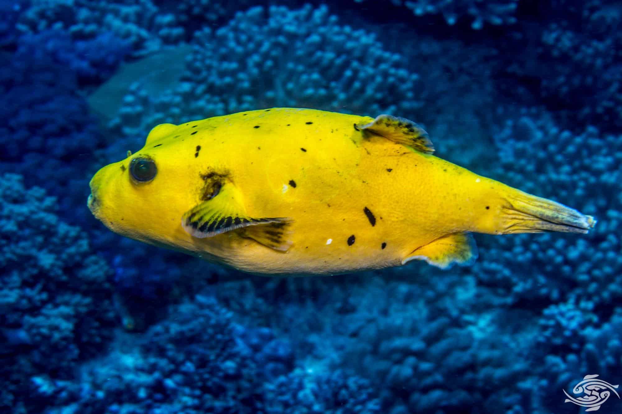 Golden Pufferfish