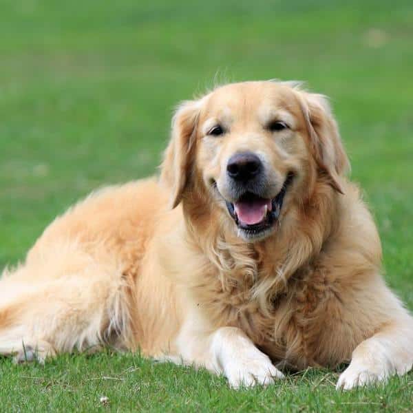 Golden Retriever