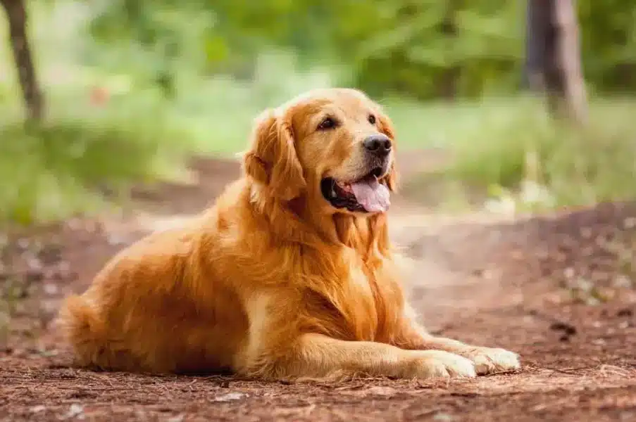 Golden Retriever .jpg