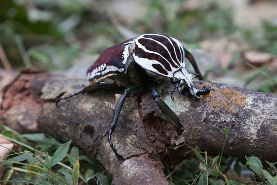 Goliath Beetles