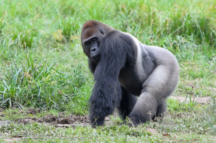 Gorilla