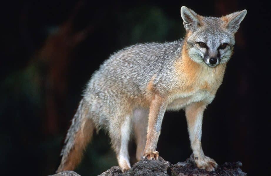 Gray Fox