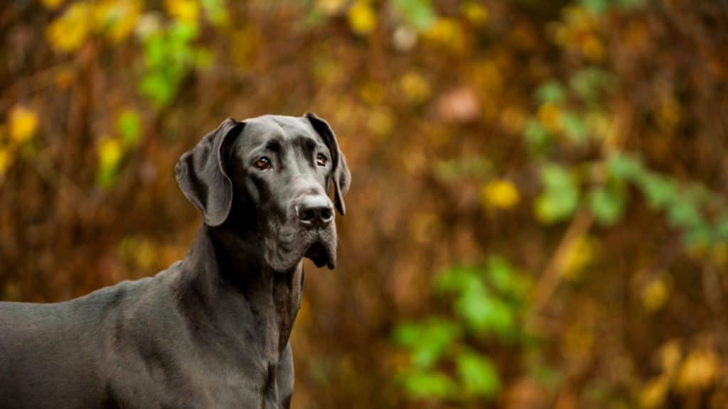 Great Danes