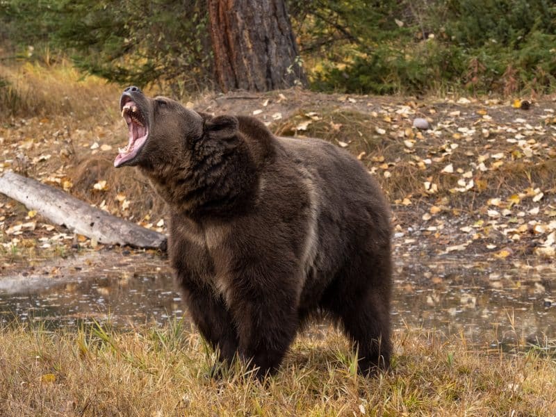 Grizzly Bear