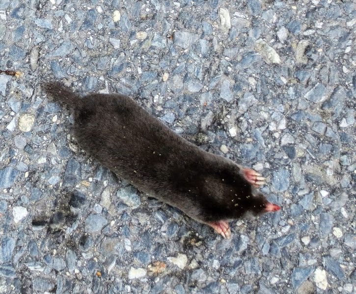 Hairy-Tailed Mole