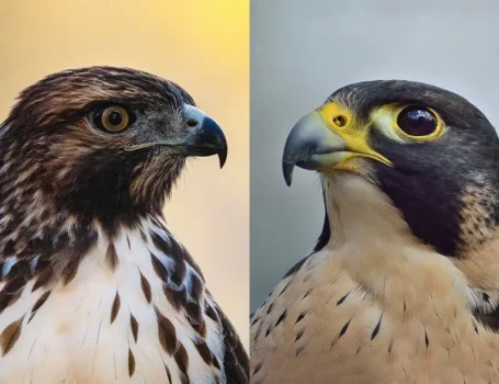 Hawk and a Falcon