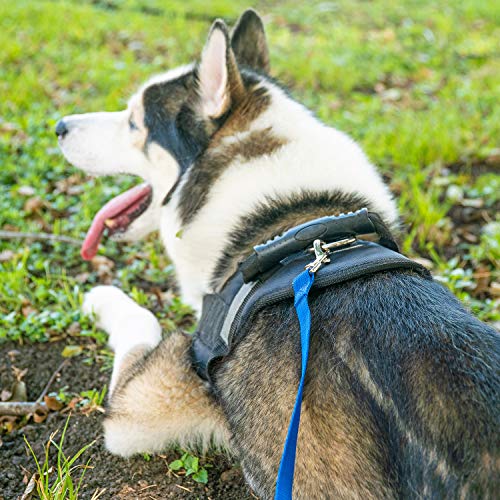 Hi Kiss Dog:Puppy Obedience Recall Training Leash