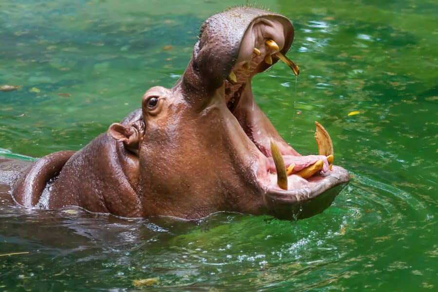 Hippopotamus