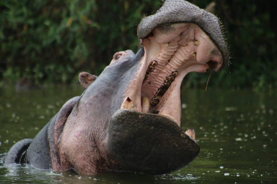 Hippopotamus