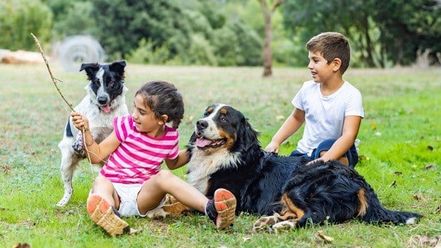 How Do You Stop a Dog from Digging Under the Fence?