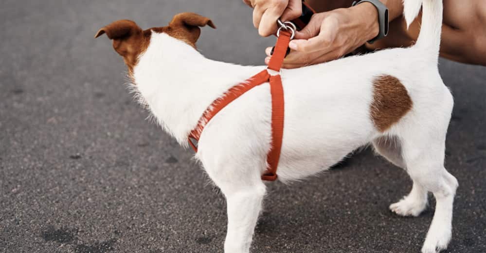 How Tight Should a Dog Harness Be?