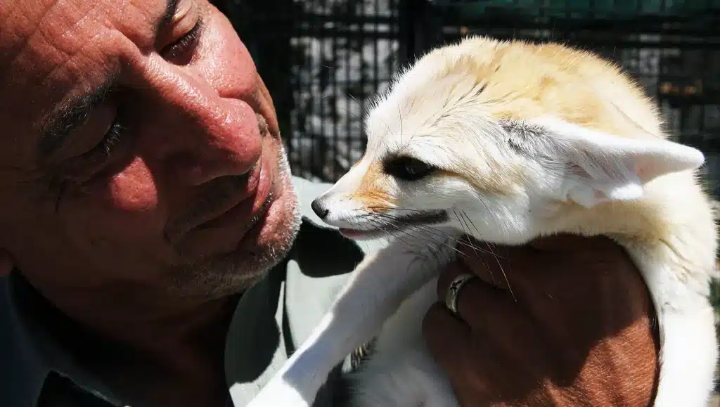 How is Fennec Fox as a Pet?