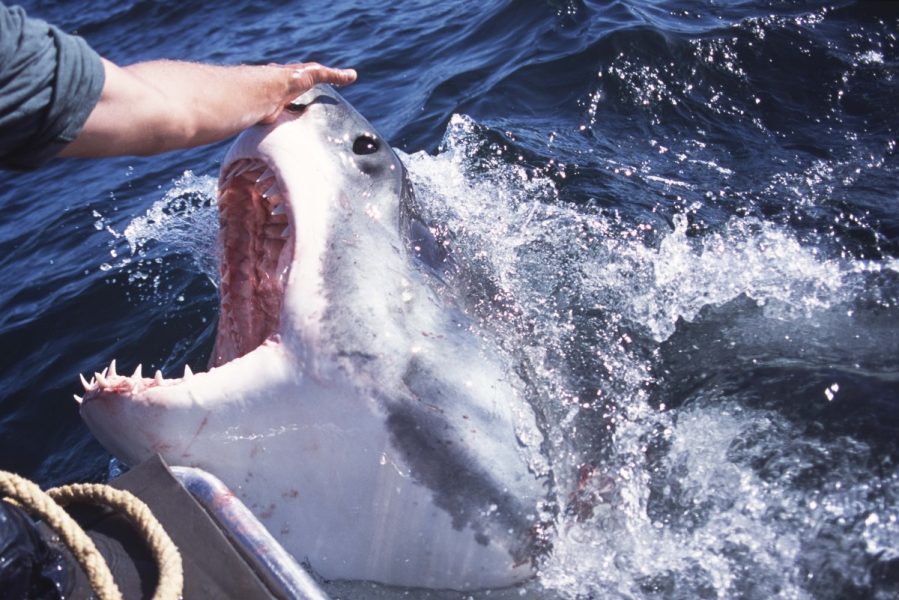 How to Avoid an Encounter with a Shark