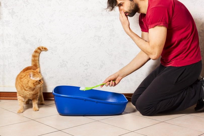 How to Change Litter Boxes