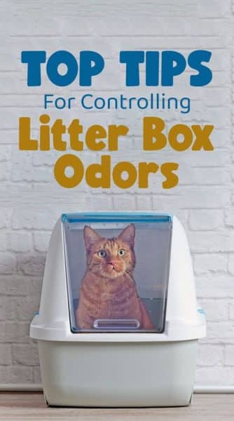 How to Choose the Best Cat Litter to Get Rid of Smells