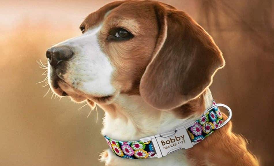 How to Choose the Best Collar for Dogs with Sensitive Skin and Neck