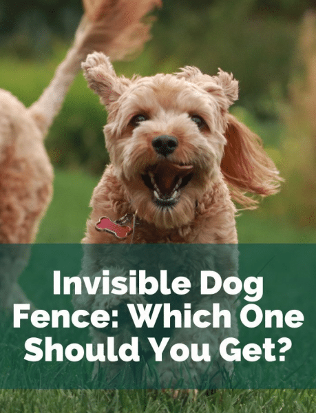 How to Choose the Best Invisible Dog Fences