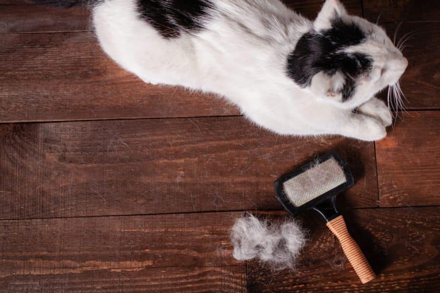 How to Control a Cat's Shedding