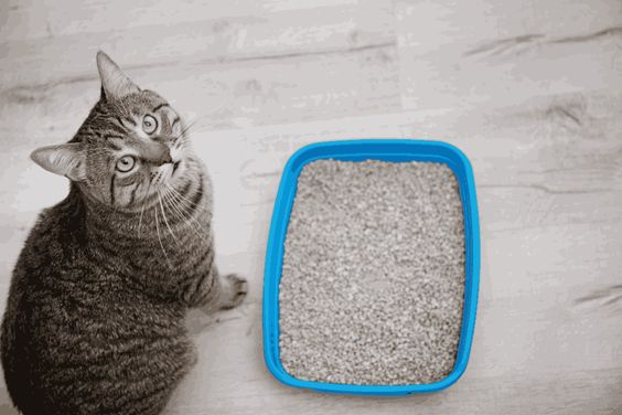 How to Keep Cat Litter from Smelling