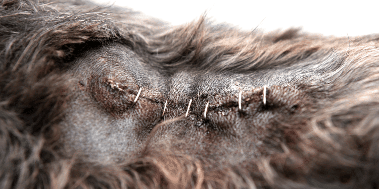 How to Monitor Neuter Surgery Incision