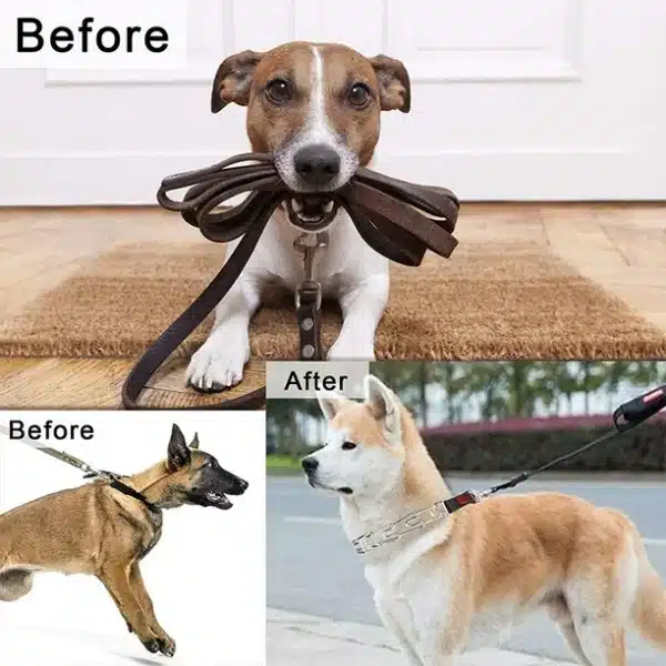 How to Place a Prong Collar on a Dog