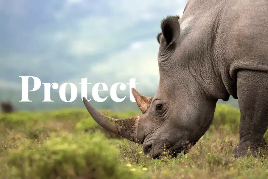 How to Protect Endangered Species