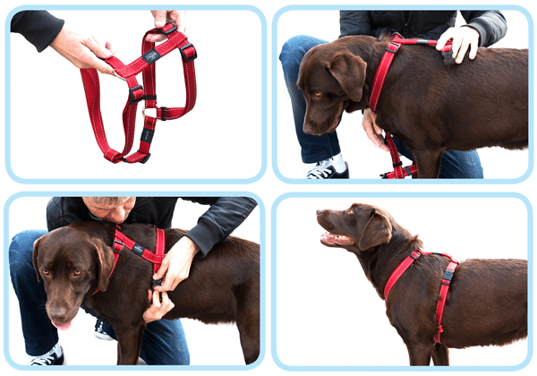 How to Put On a Dog Harness?