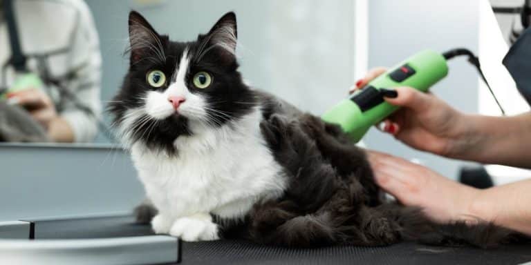 How to Shave a Long Haired Cat to Stop Shedding