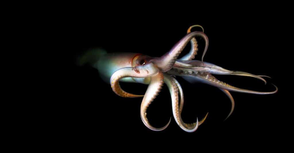 Humboldt Squid