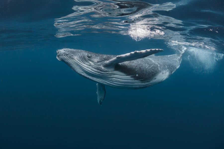 Humpback whale 