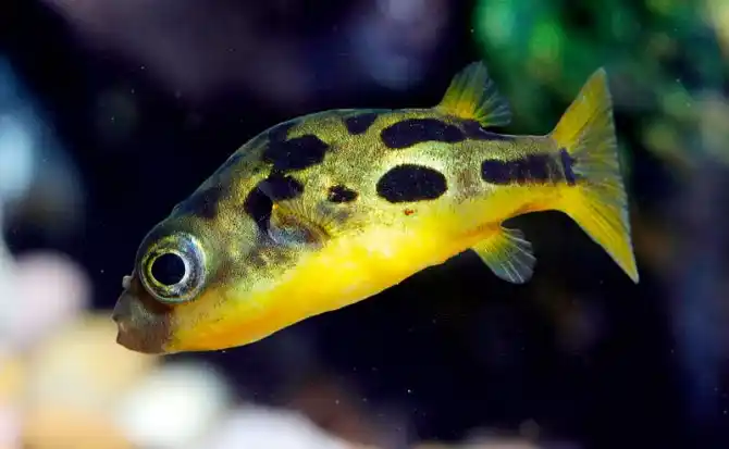 Imitator Dwarf Puffer