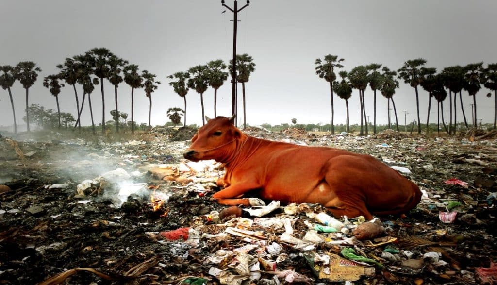 Impact of Cow Slaughtering on The Environment