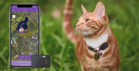 Importance of Cat Trackers and GPS Collars