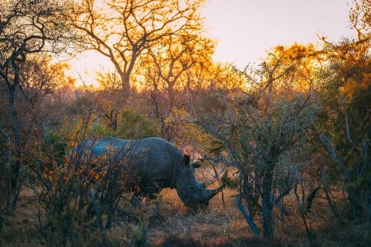 Important Insights on Poaching