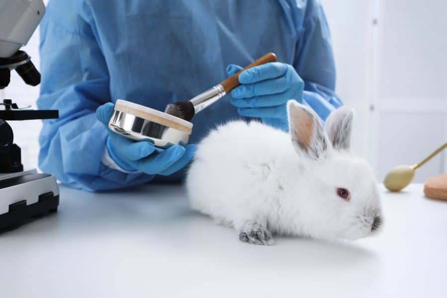 Is Animal Testing in The Cosmetic Sector Necessary?