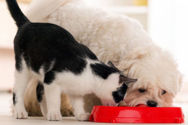 Is Cat Poop Bad for Dogs?