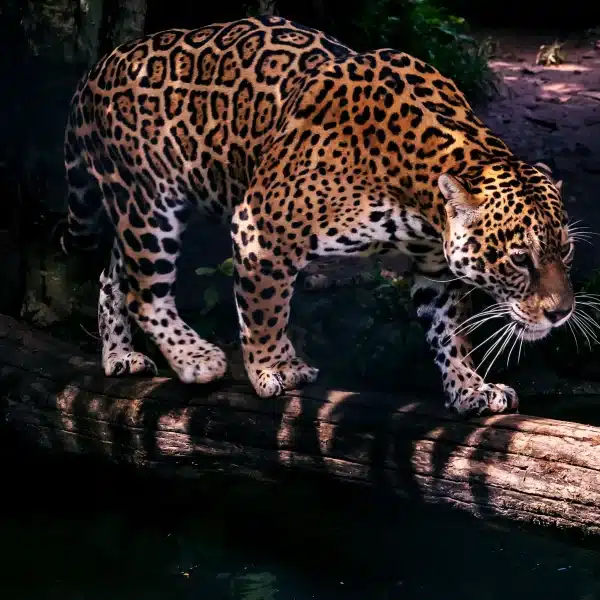 Jaguars can live in all kinds of weather and climates