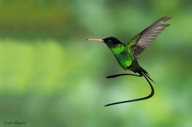 Jamaica- Red-Billed Streamertail Hummingbird