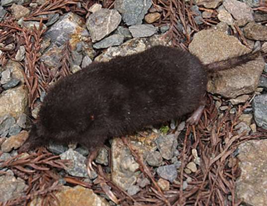 Japanese Shrew Mole