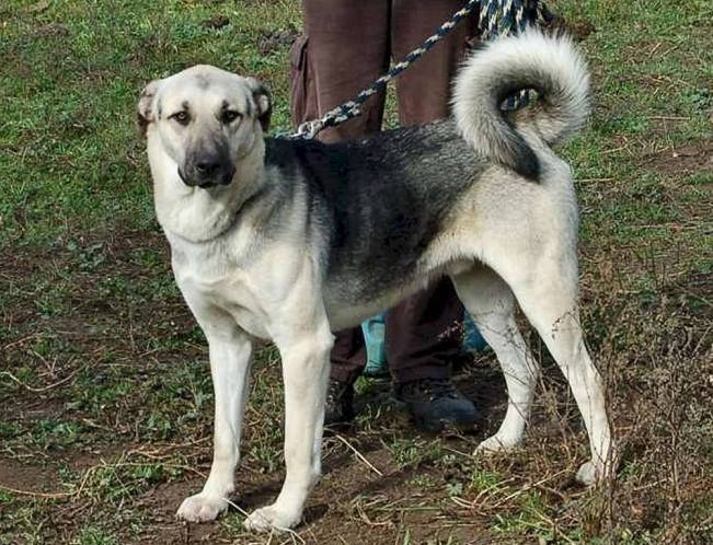 Kangal-Dog