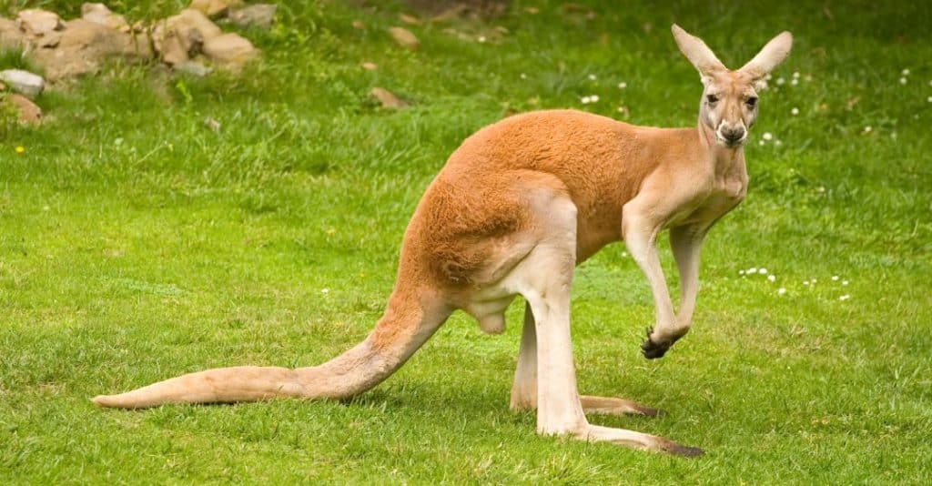 Kangaroo