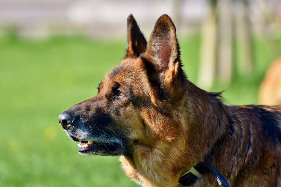 Key Characteristics of a Great German Shepherd Collar