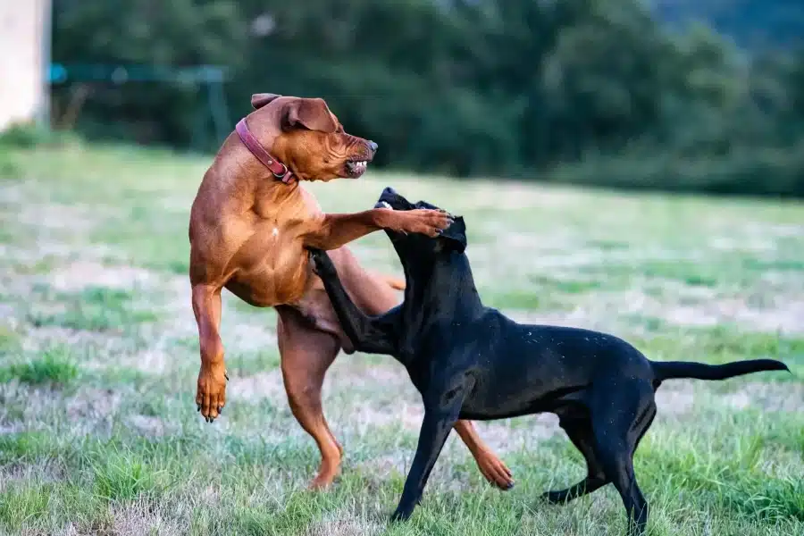 Know About Animal Suffering and Dogfighting