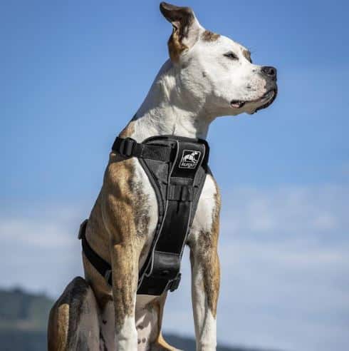 Kurgo Tru-Fit Smart Dog Harness