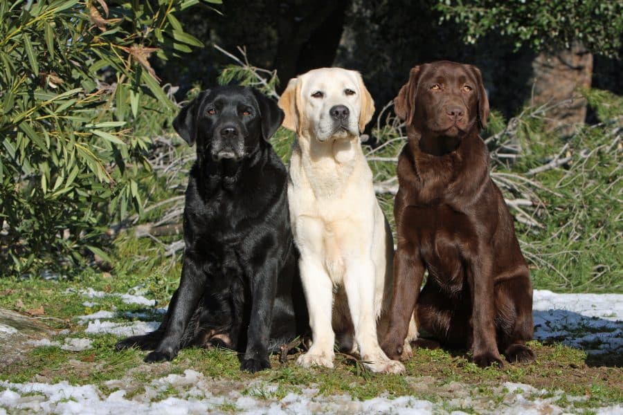 three colors of the coat of the labrador