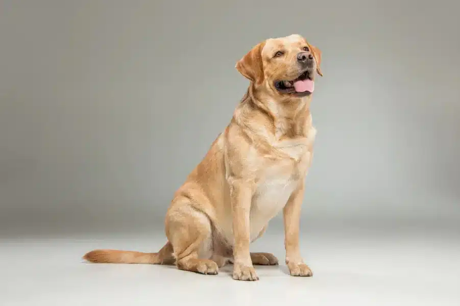 Labrador Retriever