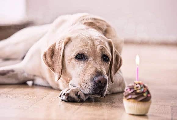 Learn How to Calculate Dog Years to Human Years