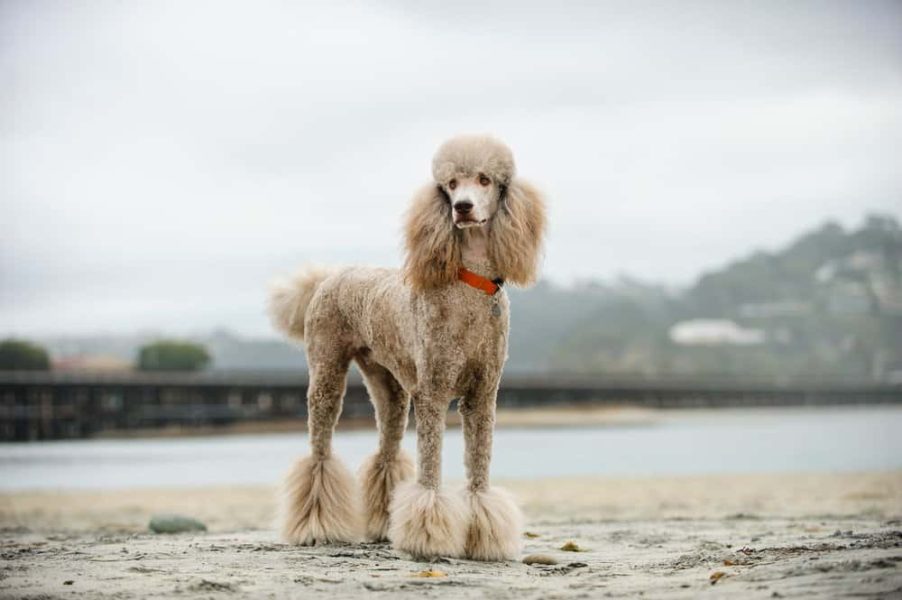 Lifecycle of Baby Poodle Breeds