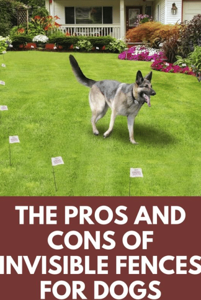 List of Best Waterproof Invisible Dog Fences with Pros and Cons