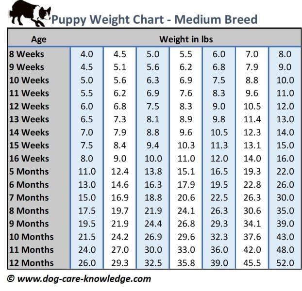 Medium Breed